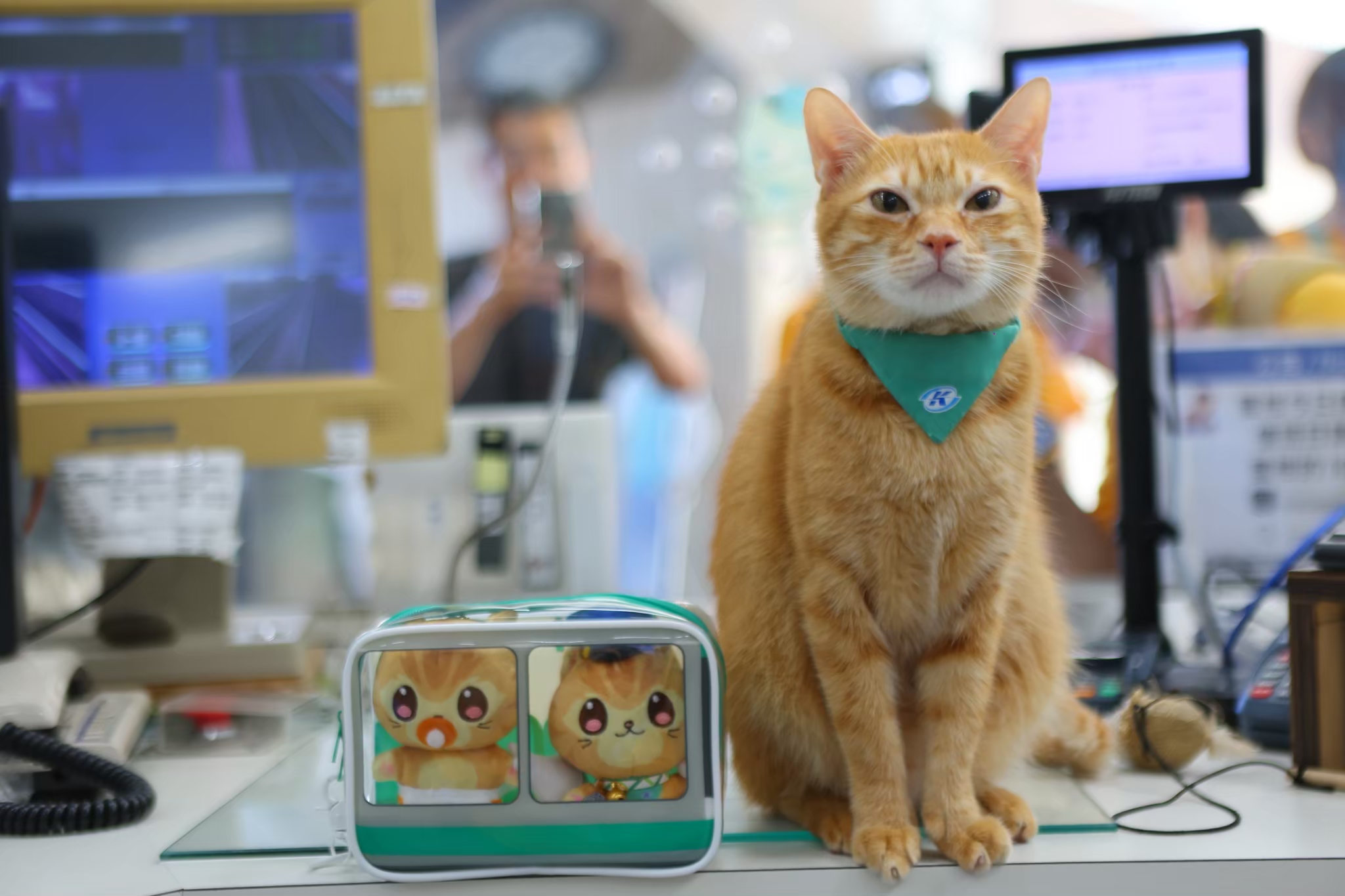 「100元生乳捲」回來了!亞尼克YTM插旗高捷,貓控必吃超Q「蜜柑生乳捲」 「100元生乳捲」回來了!亞尼克YTM插旗高捷,貓控必吃超Q「蜜柑生乳捲」