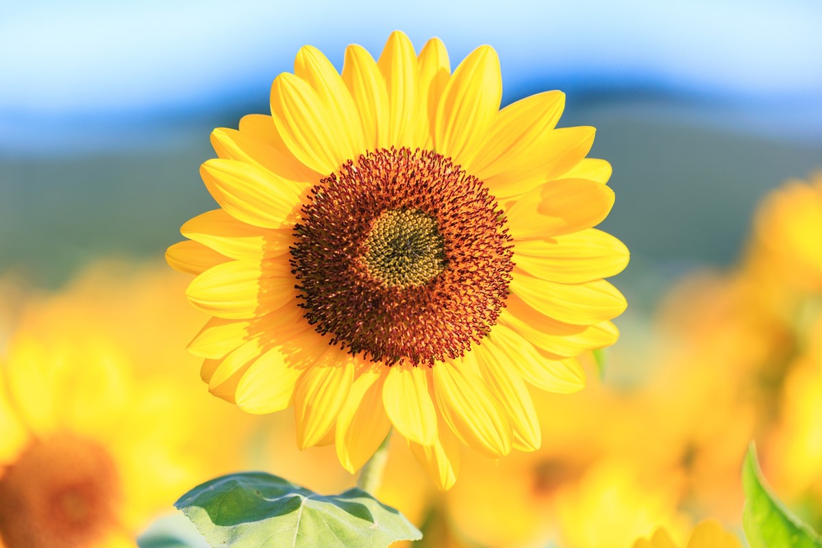 台北「千坪黃金花海」免費拍!18萬株向日葵大爆發,把握最佳賞花期衝打卡 台北「千坪黃金花海」免費拍!18萬株向日葵大爆發,把握最佳賞花期衝打卡