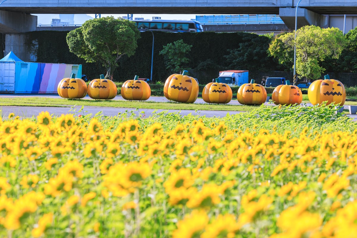 台北「千坪黃金花海」免費拍!18萬株向日葵大爆發,把握最佳賞花期衝打卡 台北「千坪黃金花海」免費拍!18萬株向日葵大爆發,把握最佳賞花期衝打卡