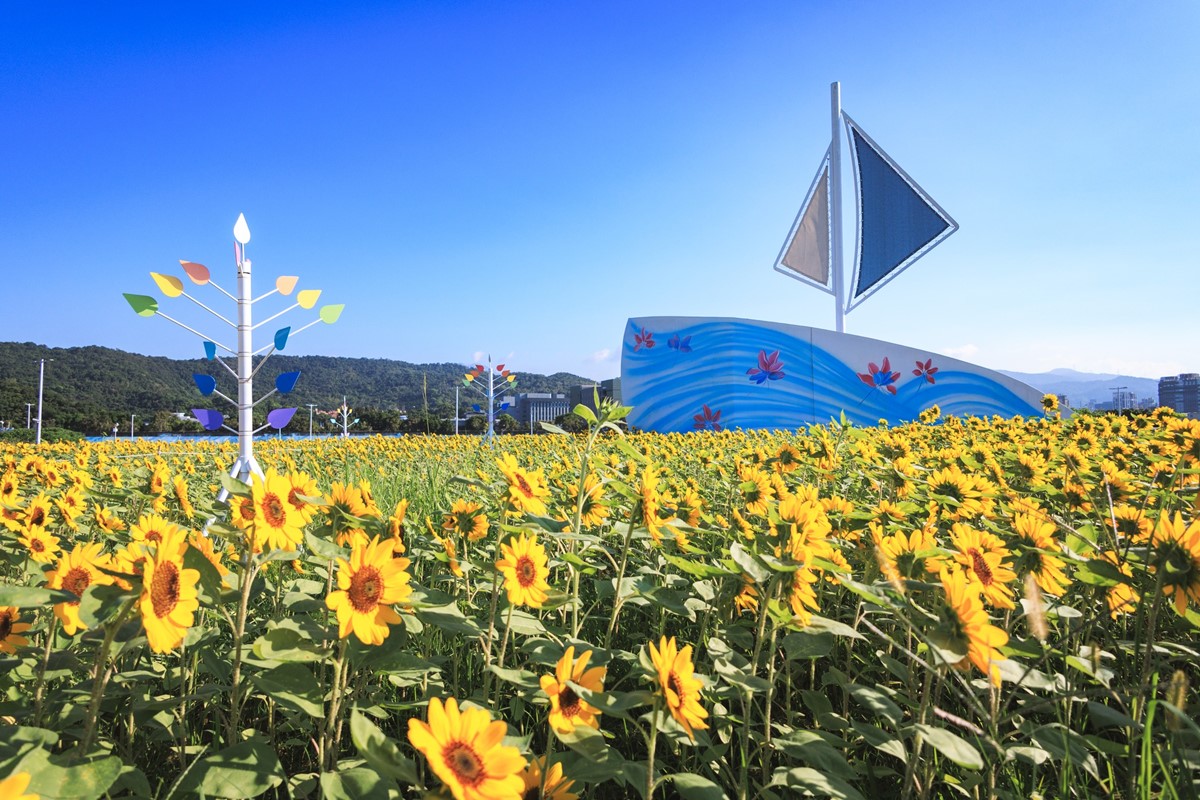 台北「千坪黃金花海」免費拍!18萬株向日葵大爆發,把握最佳賞花期衝打卡 台北「千坪黃金花海」免費拍!18萬株向日葵大爆發,把握最佳賞花期衝打卡