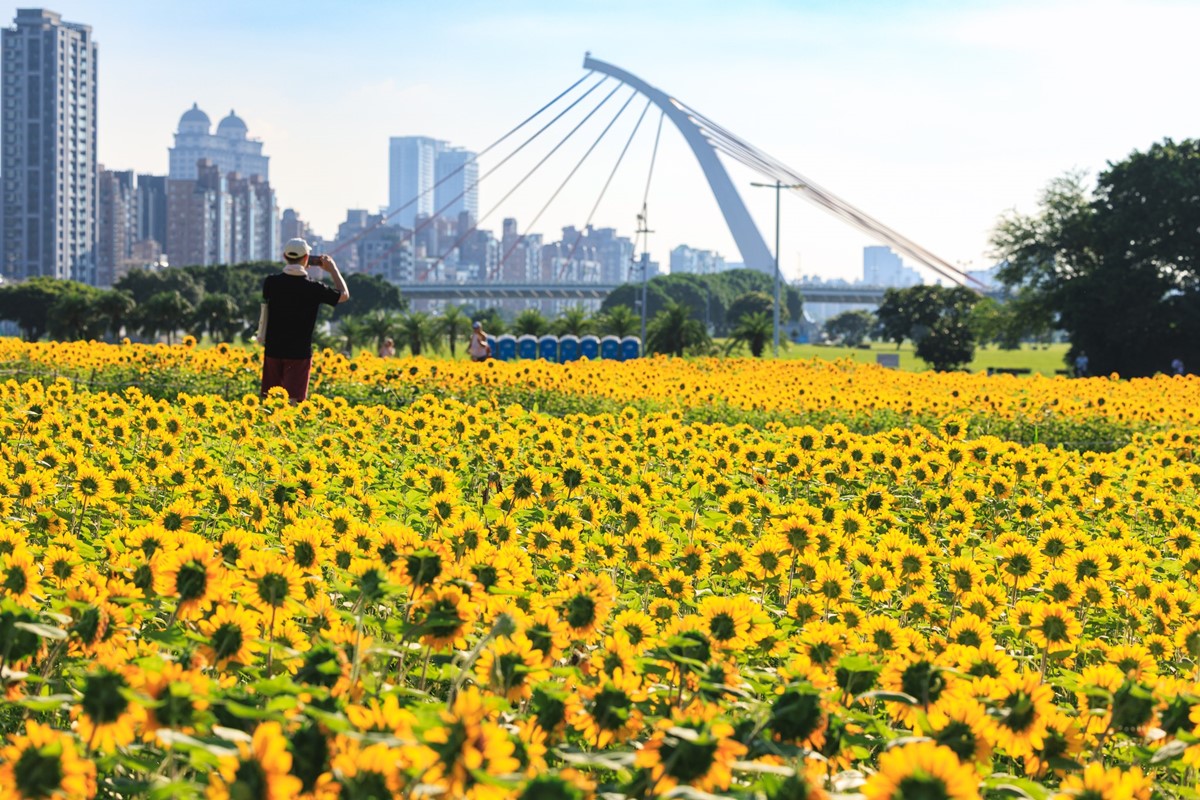 台北「千坪黃金花海」免費拍!18萬株向日葵大爆發,把握最佳賞花期衝打卡 台北「千坪黃金花海」免費拍!18萬株向日葵大爆發,把握最佳賞花期衝打卡