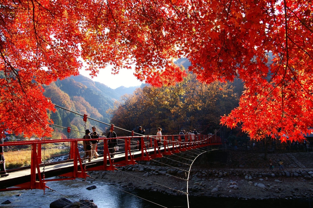 日本、韓國賞楓團開搶!滿山紅葉、銀杏美景雙收,阿里山鐵道賞楓2日輕鬆玩 日本、韓國賞楓團開搶!滿山紅葉、銀杏美景雙收,阿里山鐵道賞楓2日輕鬆玩