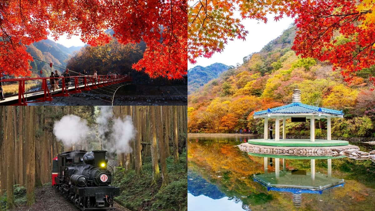 日本、韓國賞楓團開搶！滿山紅葉、銀杏美景雙收，阿里山鐵道賞楓２日輕鬆玩