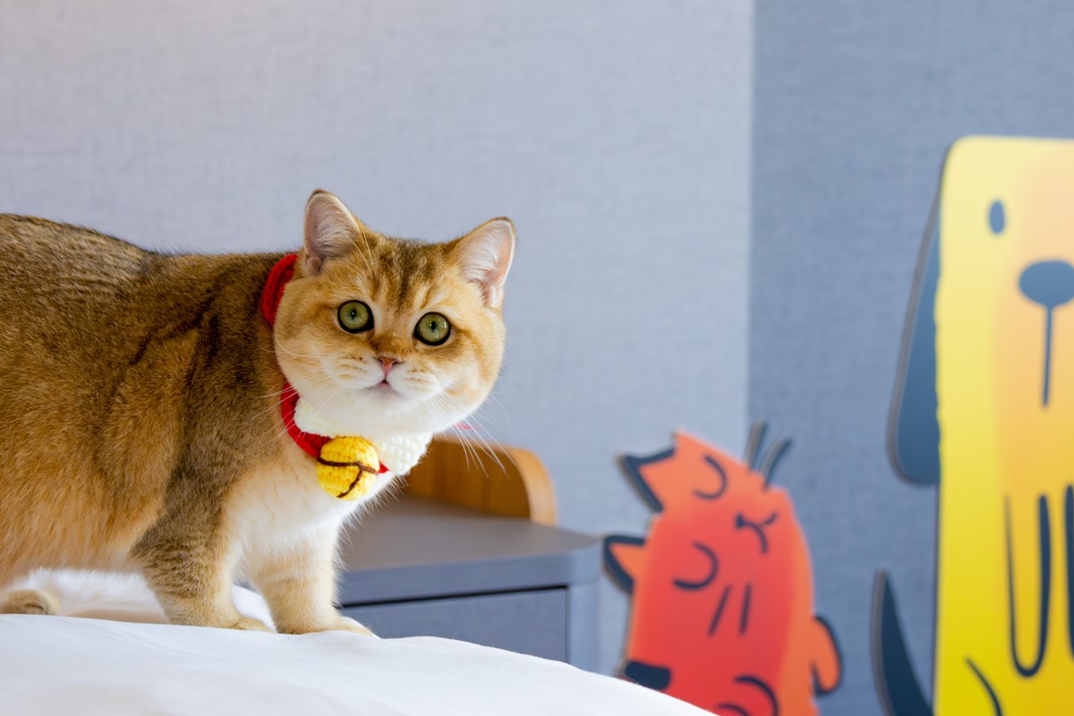 《愛麗絲夢遊仙境》在嘉義!8大夢幻場景搶先看:兔子洞隧道、妙妙貓捉迷藏 《愛麗絲夢遊仙境》在嘉義!8大夢幻場景搶先看:兔子洞隧道、妙妙貓捉迷藏