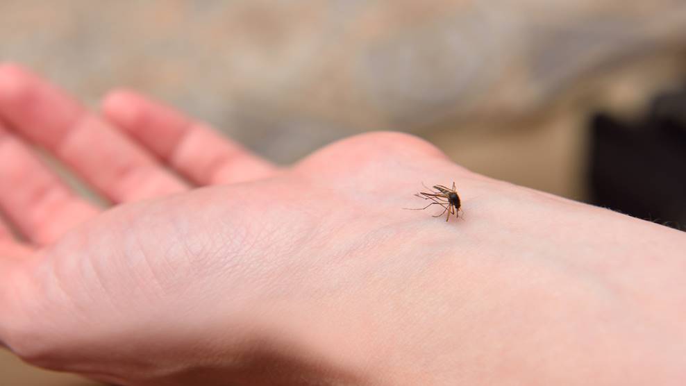 一直打不到蚊子怎麼辦？達人教「１手勢」輕鬆消滅，不必再噴殺蟲劑