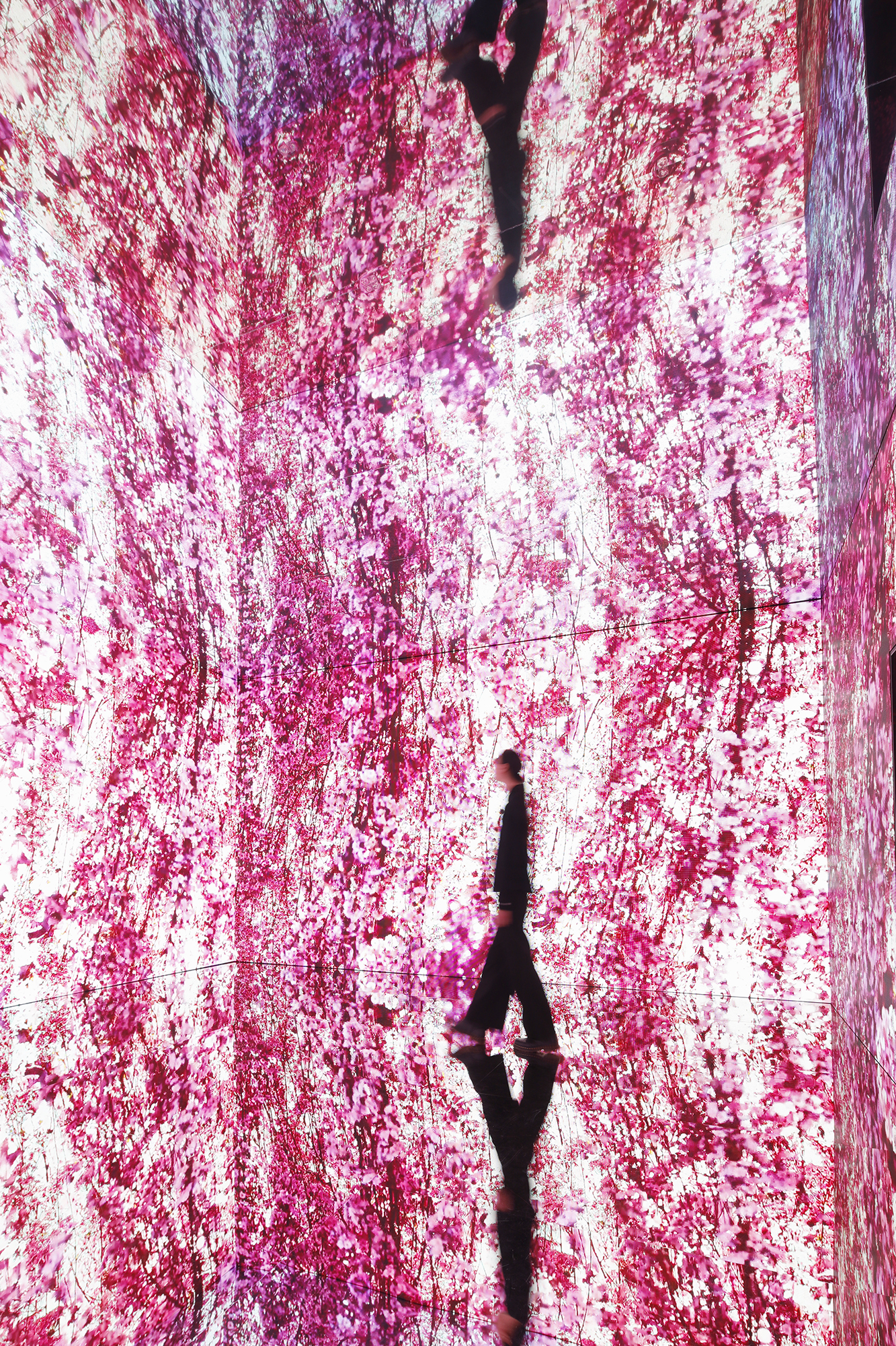 海外最大規模「蜷川實花展」在台灣!睽違10年登台,8大夢幻光影展區搶先看 海外最大規模「蜷川實花展」在台灣!睽違10年登台,8大夢幻光影展區搶先看