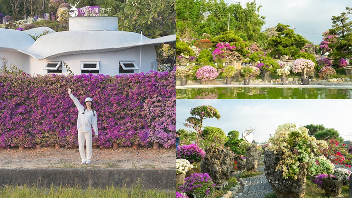 最新台南爆紅「九重葛花牆」在這！多色花朵爭奇鬥豔，綿延百米超好拍