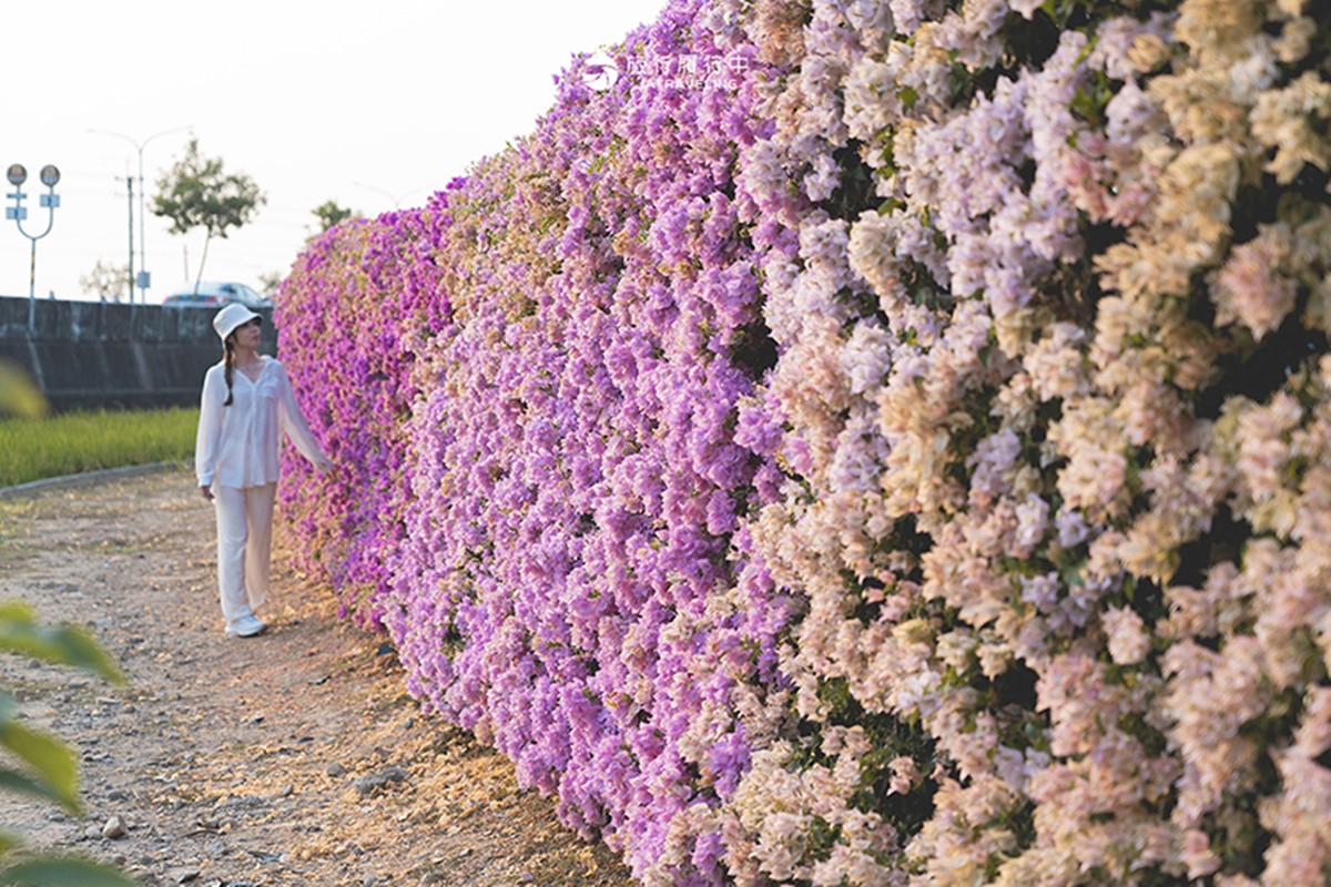 最新台南爆紅「九重葛花牆」在這!多色花朵爭奇鬥豔,綿延百米超好拍 最新台南爆紅「九重葛花牆」在這!多色花朵爭奇鬥豔,綿延百米超好拍