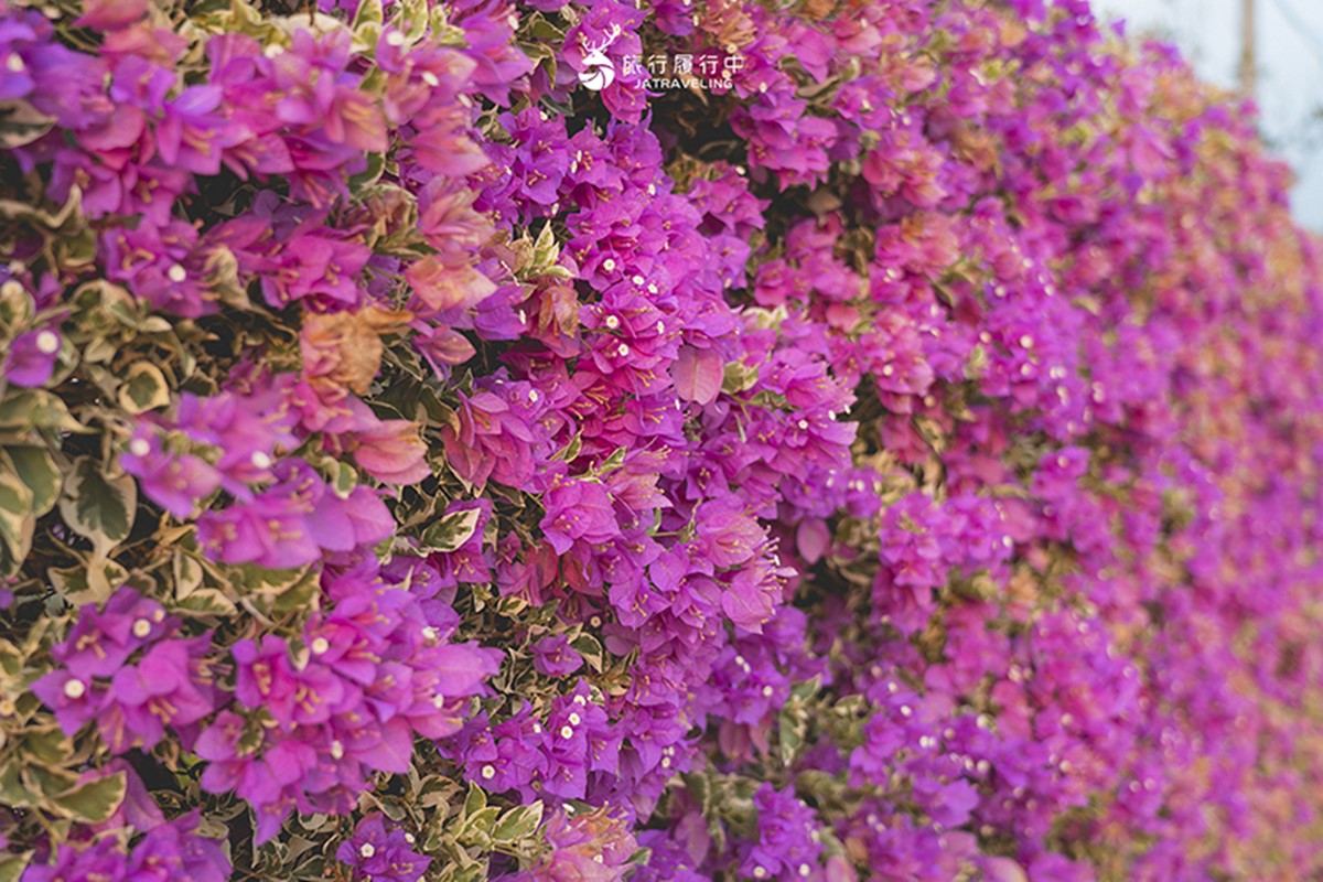最新台南爆紅「九重葛花牆」在這!多色花朵爭奇鬥豔,綿延百米超好拍 最新台南爆紅「九重葛花牆」在這!多色花朵爭奇鬥豔,綿延百米超好拍