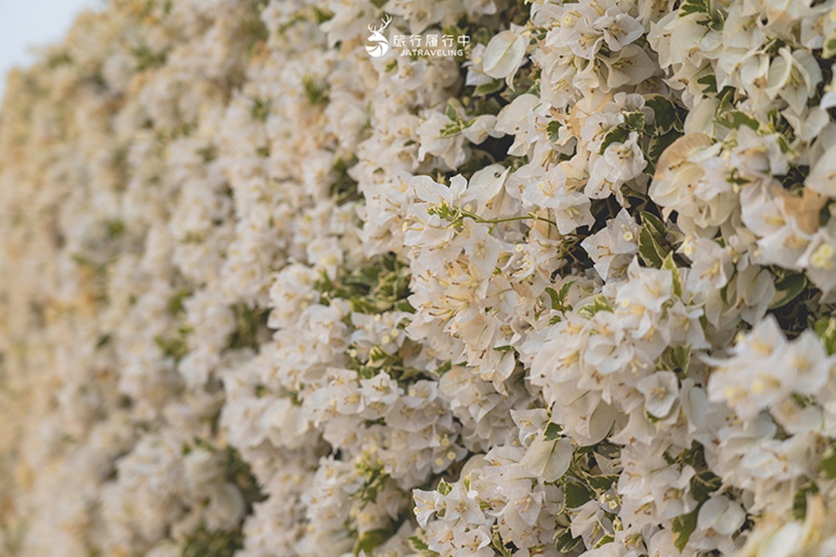最新台南爆紅「九重葛花牆」在這!多色花朵爭奇鬥豔,綿延百米超好拍 最新台南爆紅「九重葛花牆」在這!多色花朵爭奇鬥豔,綿延百米超好拍