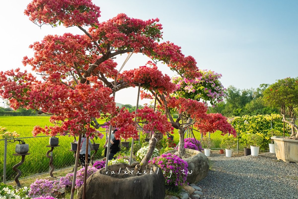 最新台南爆紅「九重葛花牆」在這!多色花朵爭奇鬥豔,綿延百米超好拍 最新台南爆紅「九重葛花牆」在這!多色花朵爭奇鬥豔,綿延百米超好拍