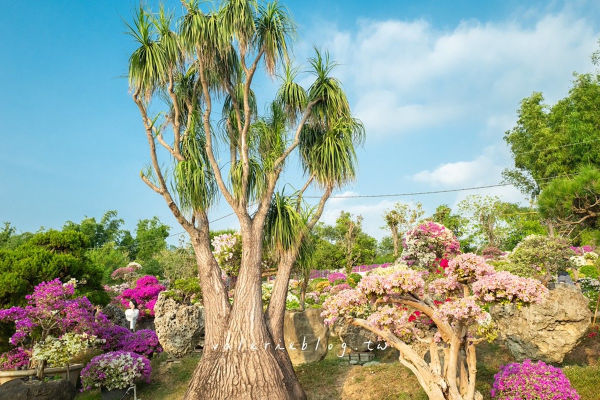 最新台南爆紅「九重葛花牆」在這!多色花朵爭奇鬥豔,綿延百米超好拍 最新台南爆紅「九重葛花牆」在這!多色花朵爭奇鬥豔,綿延百米超好拍