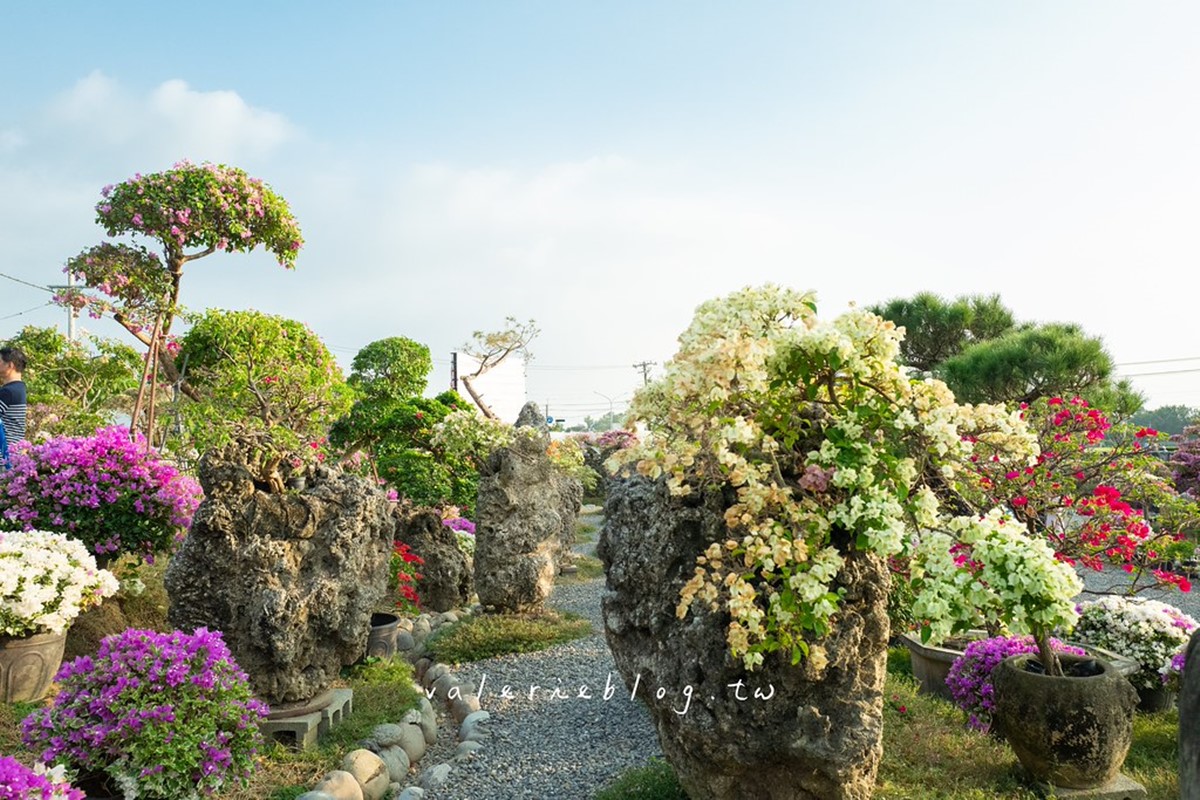 最新台南爆紅「九重葛花牆」在這!多色花朵爭奇鬥豔,綿延百米超好拍 最新台南爆紅「九重葛花牆」在這!多色花朵爭奇鬥豔,綿延百米超好拍