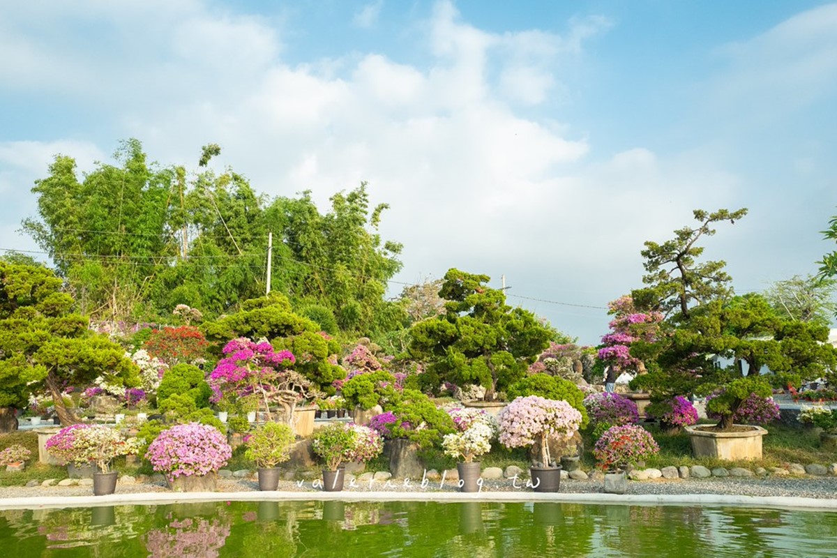 最新台南爆紅「九重葛花牆」在這!多色花朵爭奇鬥豔,綿延百米超好拍 最新台南爆紅「九重葛花牆」在這!多色花朵爭奇鬥豔,綿延百米超好拍