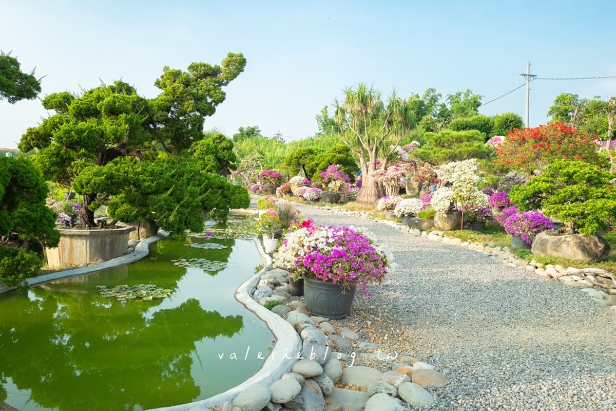 最新台南爆紅「九重葛花牆」在這!多色花朵爭奇鬥豔,綿延百米超好拍 最新台南爆紅「九重葛花牆」在這!多色花朵爭奇鬥豔,綿延百米超好拍