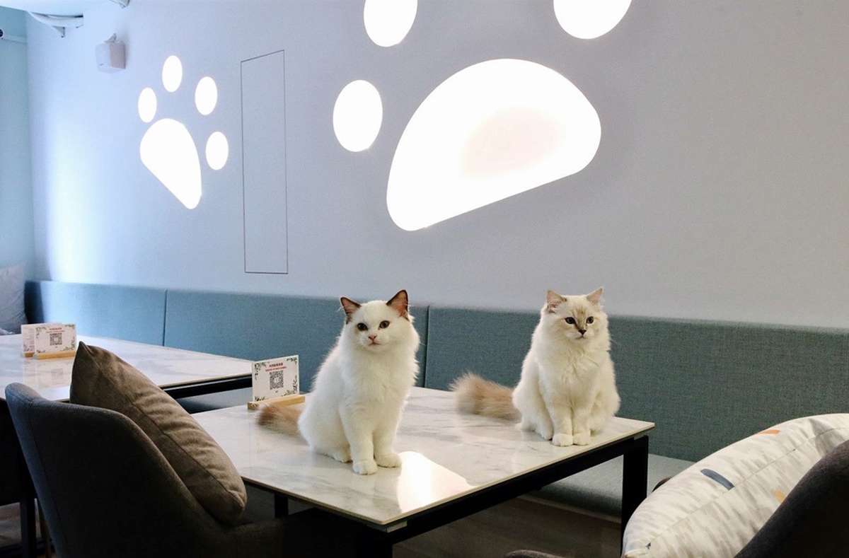 台北寵物友善咖啡廳精選!14家可帶毛孩+貓狗主題店,加碼寵物餐廳推薦 台北寵物友善咖啡廳精選!14家可帶毛孩+貓狗主題店,加碼寵物餐廳推薦