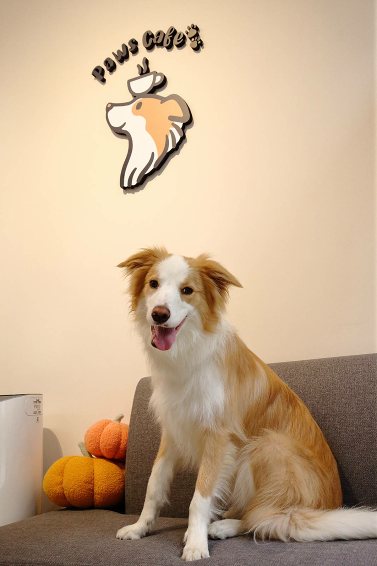 台北寵物友善咖啡廳精選!14家可帶毛孩+貓狗主題店,加碼寵物餐廳推薦 台北寵物友善咖啡廳精選!14家可帶毛孩+貓狗主題店,加碼寵物餐廳推薦