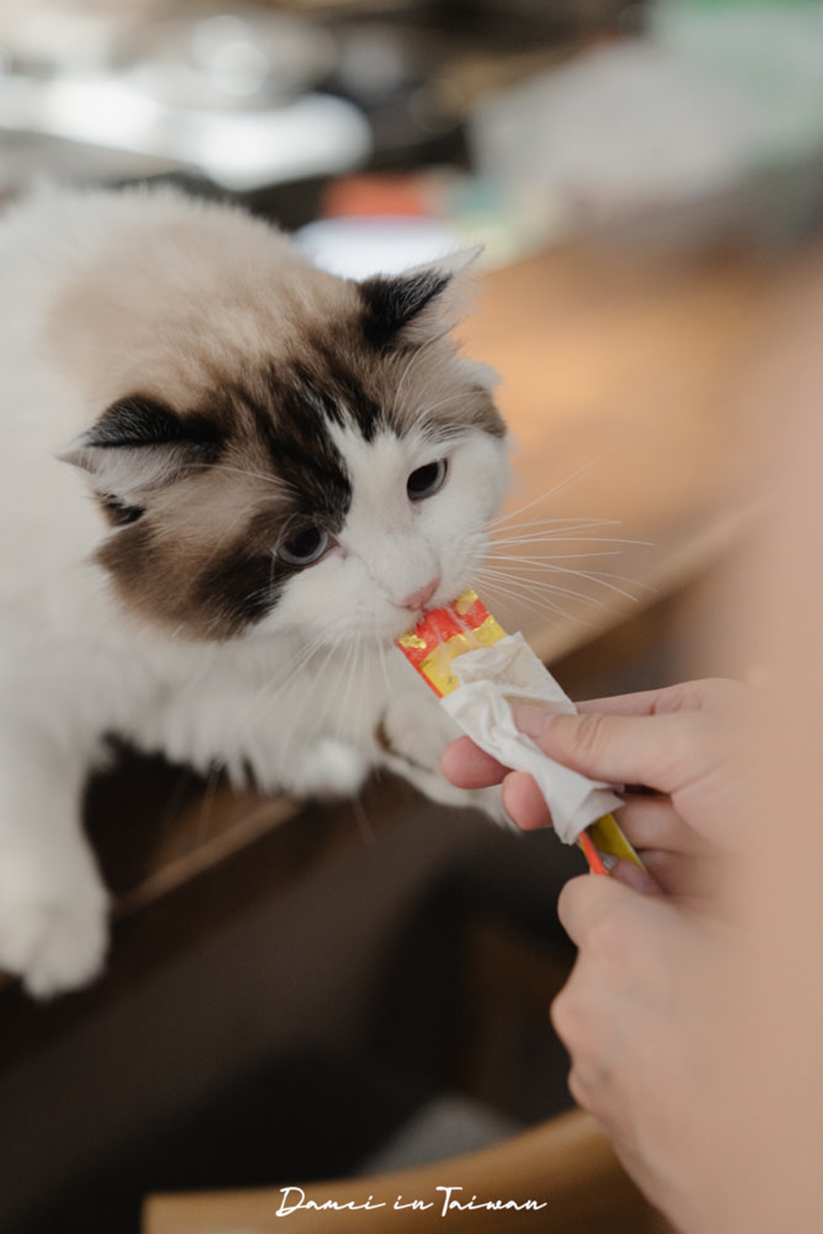 台北寵物友善咖啡廳精選!14家可帶毛孩+貓狗主題店,加碼寵物餐廳推薦 台北寵物友善咖啡廳精選!14家可帶毛孩+貓狗主題店,加碼寵物餐廳推薦