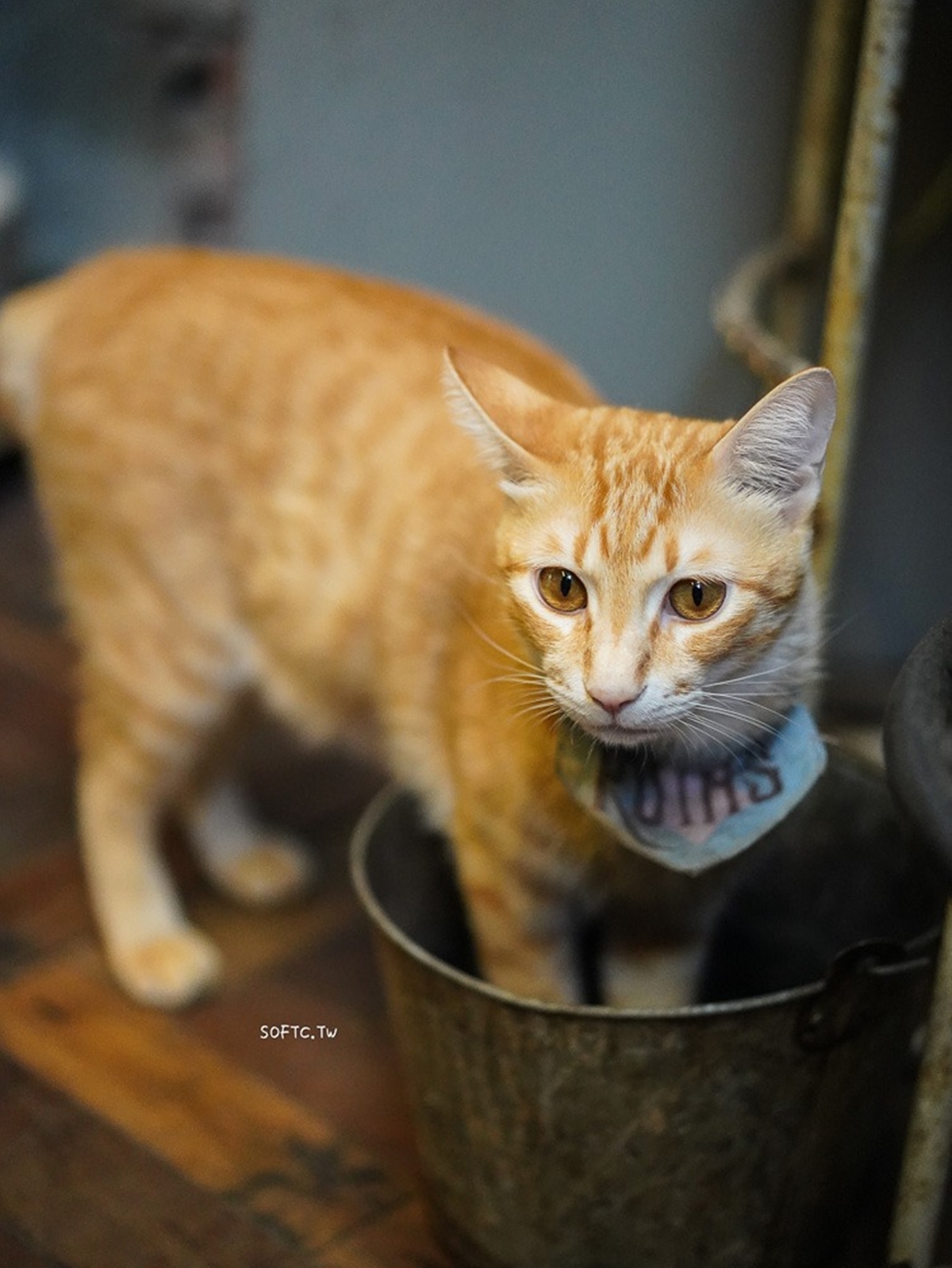 台北寵物友善咖啡廳精選!14家可帶毛孩+貓狗主題店,加碼寵物餐廳推薦 台北寵物友善咖啡廳精選!14家可帶毛孩+貓狗主題店,加碼寵物餐廳推薦