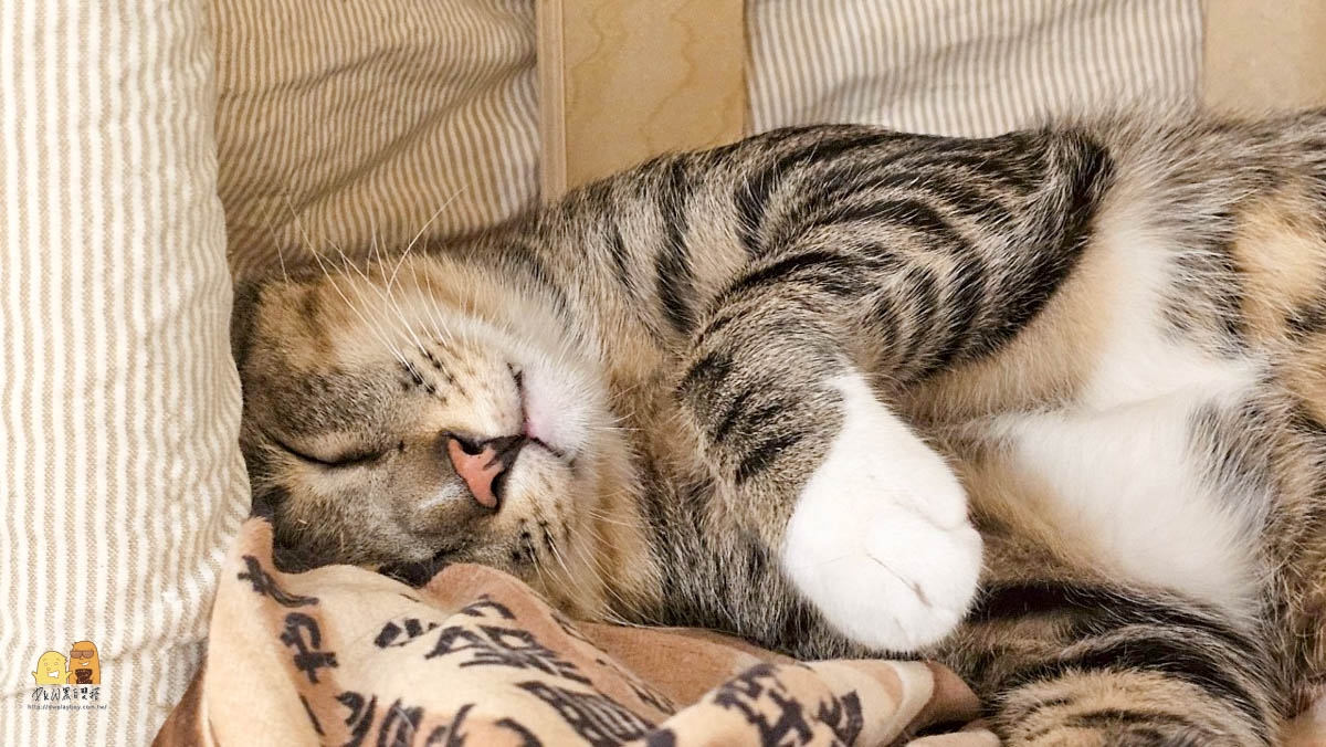 台北寵物友善咖啡廳精選!14家可帶毛孩+貓狗主題店,加碼寵物餐廳推薦 台北寵物友善咖啡廳精選!14家可帶毛孩+貓狗主題店,加碼寵物餐廳推薦