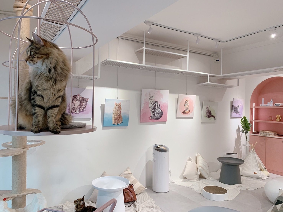 台北寵物友善咖啡廳精選!14家可帶毛孩+貓狗主題店,加碼寵物餐廳推薦 台北寵物友善咖啡廳精選!14家可帶毛孩+貓狗主題店,加碼寵物餐廳推薦