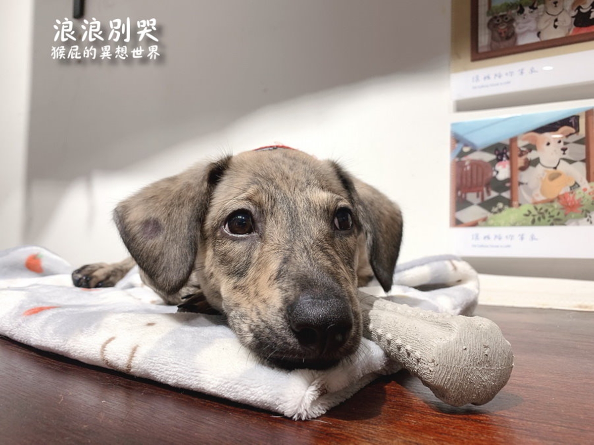 台北寵物友善咖啡廳精選!14家可帶毛孩+貓狗主題店,加碼寵物餐廳推薦 台北寵物友善咖啡廳精選!14家可帶毛孩+貓狗主題店,加碼寵物餐廳推薦