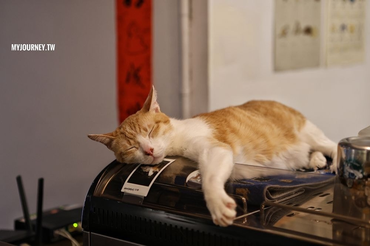 台北寵物友善咖啡廳精選!14家可帶毛孩+貓狗主題店,加碼寵物餐廳推薦 台北寵物友善咖啡廳精選!14家可帶毛孩+貓狗主題店,加碼寵物餐廳推薦