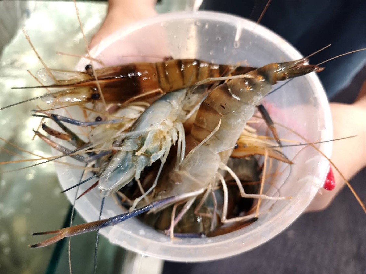 吃到飽省近200元!「泰國活蝦火鍋」蒸煮烤一蝦多吃,還有港點、烤鴨、自助吧 吃到飽省近200元!「泰國活蝦火鍋」蒸煮烤一蝦多吃,還有港點、烤鴨、自助吧