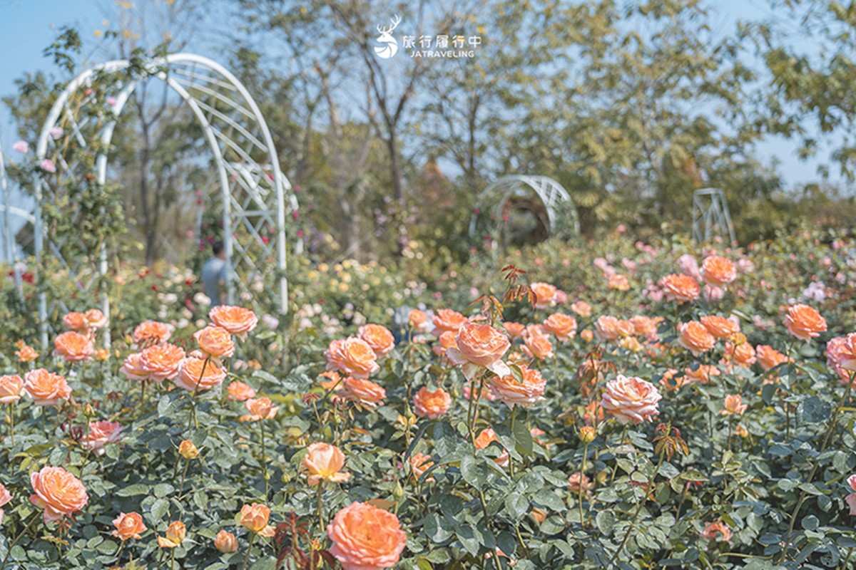 全台最大「玫瑰森林」免費拍!超過20種玫瑰接力綻放,限時1個月打卡必衝 全台最大「玫瑰森林」免費拍!超過20種玫瑰接力綻放,限時1個月打卡必衝