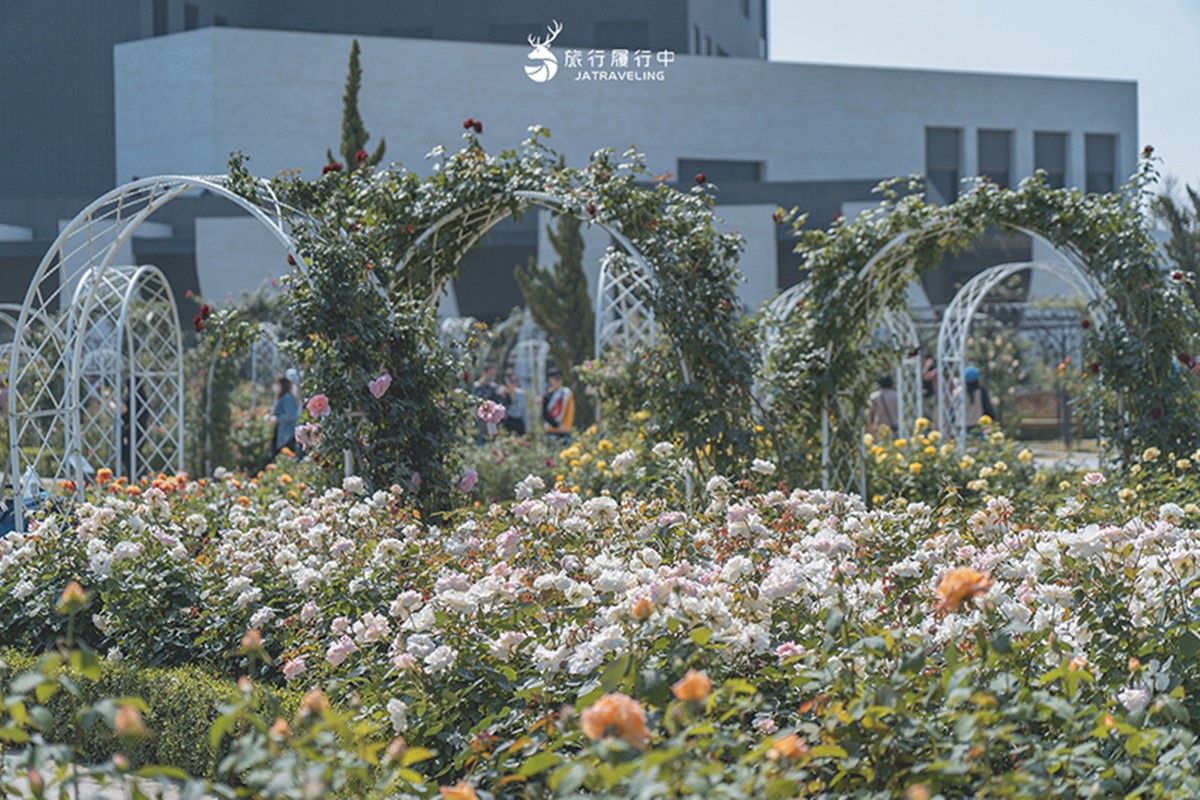 全台最大「玫瑰森林」免費拍!超過20種玫瑰接力綻放,限時1個月打卡必衝 全台最大「玫瑰森林」免費拍!超過20種玫瑰接力綻放,限時1個月打卡必衝
