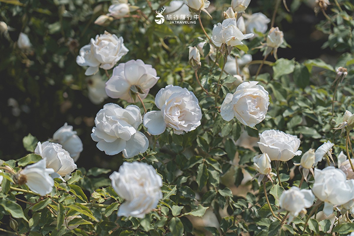 全台最大「玫瑰森林」免費拍!超過20種玫瑰接力綻放,限時1個月打卡必衝 全台最大「玫瑰森林」免費拍!超過20種玫瑰接力綻放,限時1個月打卡必衝