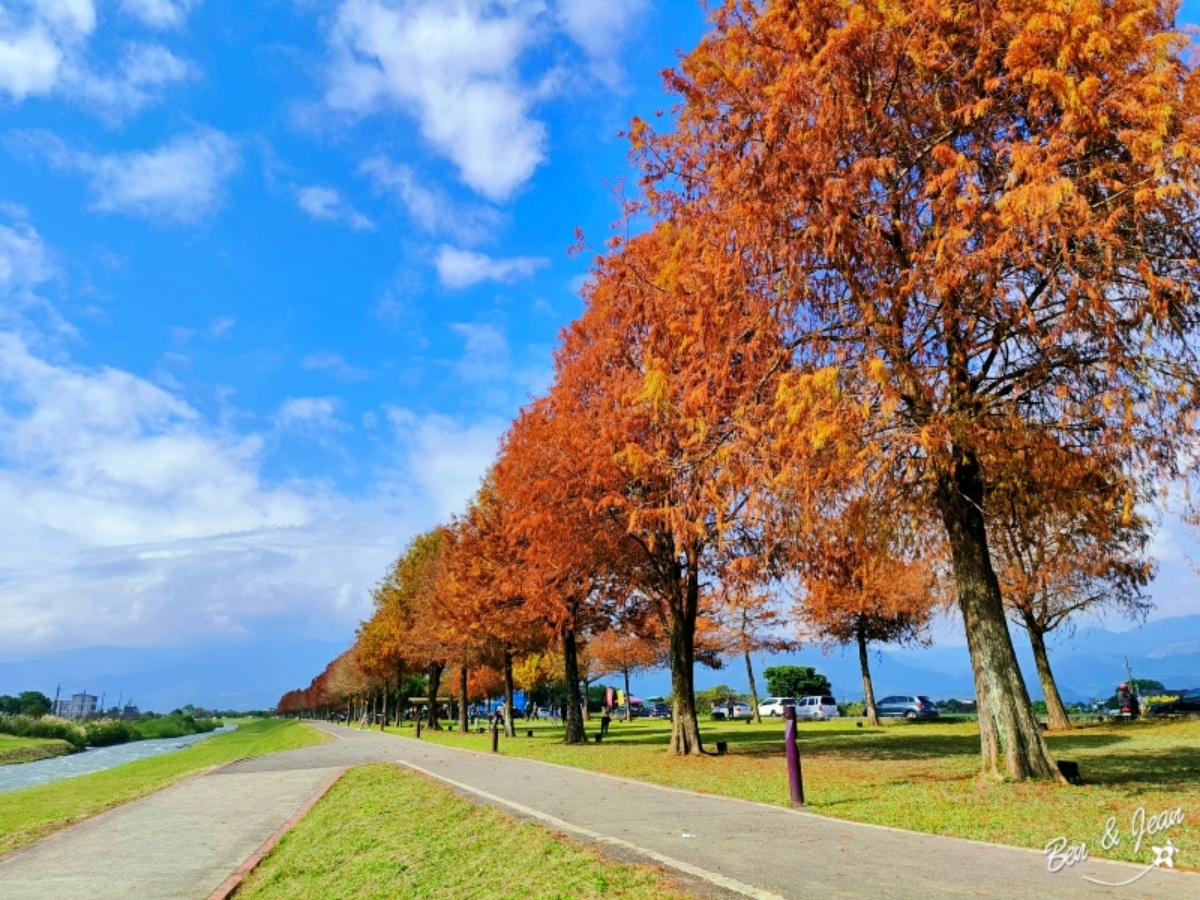 安農溪落羽松｜宜蘭落羽松景點