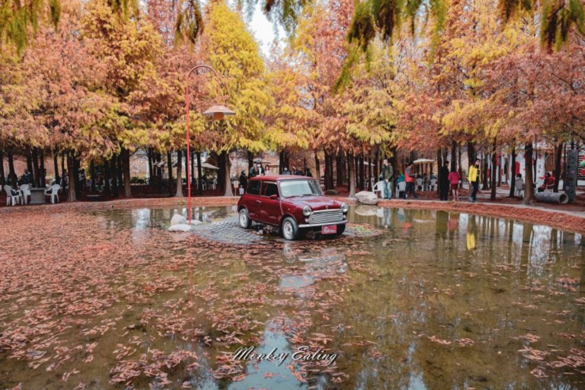 落羽松秘境解鎖！秋冬限定童話美景，全台18處落羽松景點、推薦觀賞時間