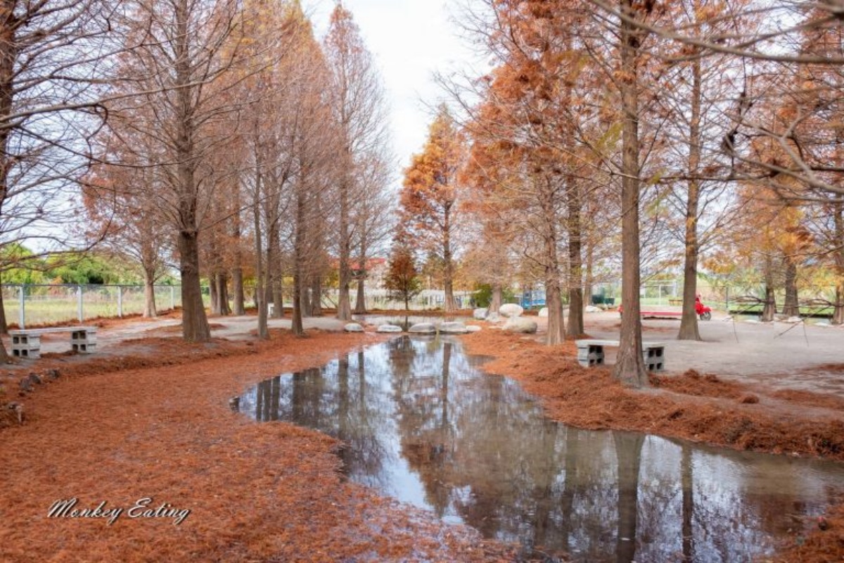 落羽松秘境解鎖！秋冬限定童話美景，全台18處落羽松景點、推薦觀賞時間