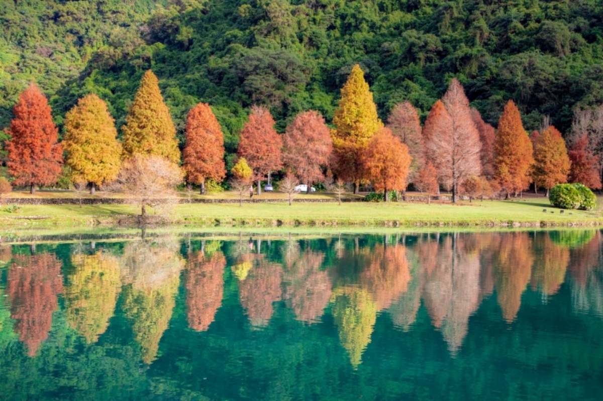 落羽松是什麼？什麼時候會變色？