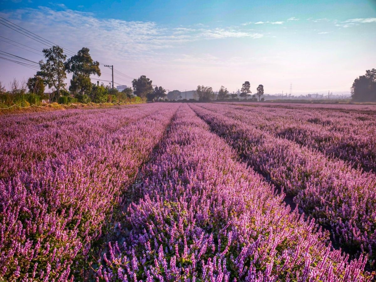 酷洛米出沒桃園!打卡夢幻「台版普羅旺斯」紫色花海,快閃16天免費拍 酷洛米出沒桃園!打卡夢幻「台版普羅旺斯」紫色花海,快閃16天免費拍