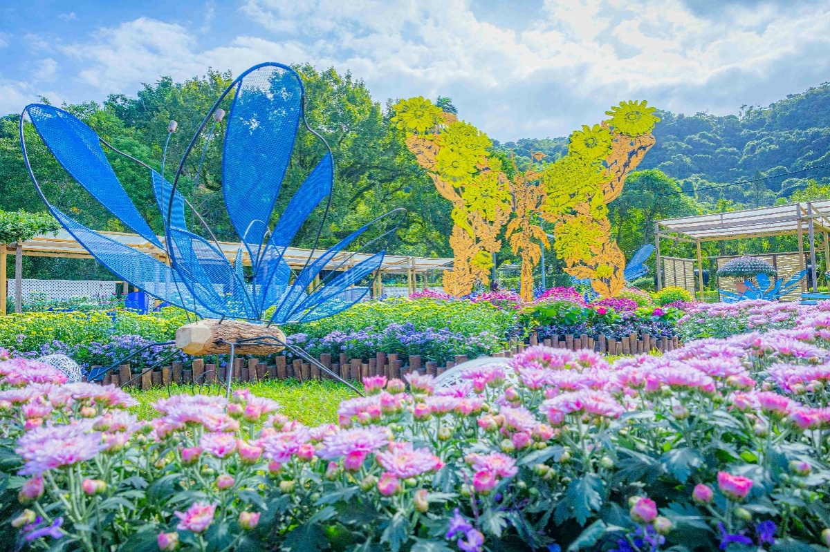 年末最強花海免費逛！「士林官邸菊展」15大展區搶先看，Q萌狐狸神社必拍