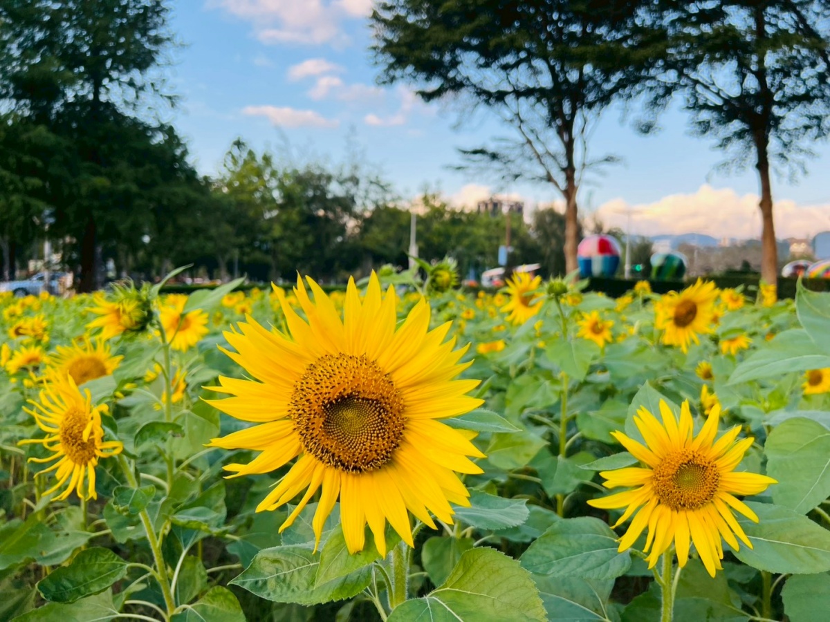 年末最強花海免費逛！「士林官邸菊展」15大展區搶先看，Q萌狐狸神社必拍