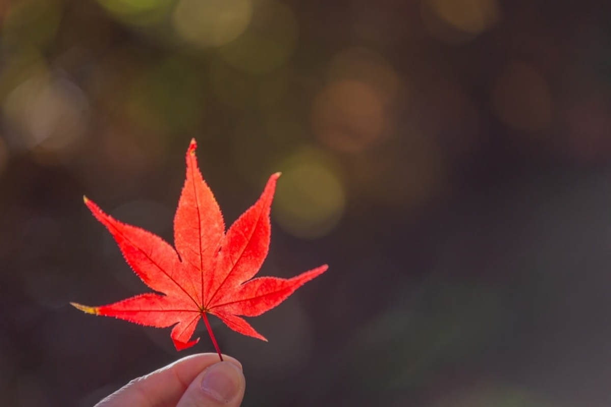 秋冬限定!全台8大絕美落羽松露營秘境,紅葉、星空、溫泉一次滿足 秋冬限定!全台8大絕美落羽松露營秘境,紅葉、星空、溫泉一次滿足