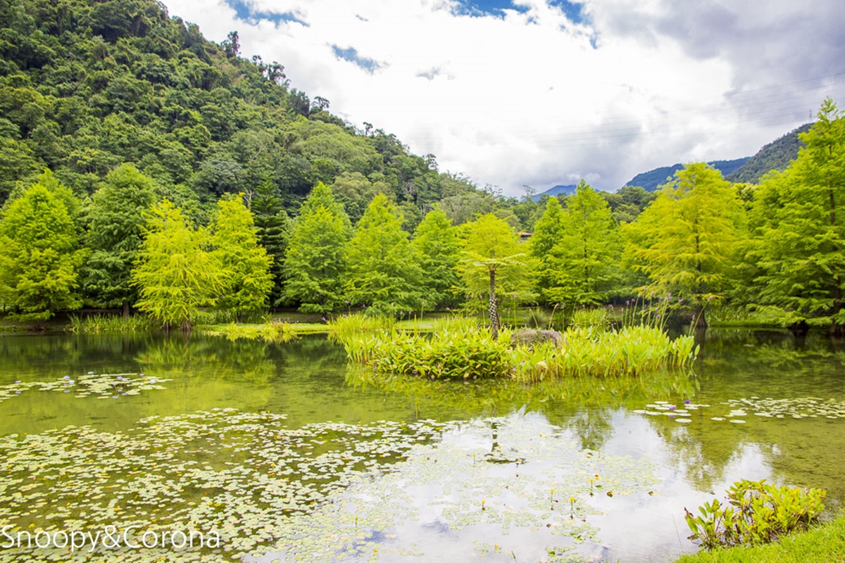 秋冬限定!全台8大絕美落羽松露營秘境,紅葉、星空、溫泉一次滿足 秋冬限定!全台8大絕美落羽松露營秘境,紅葉、星空、溫泉一次滿足