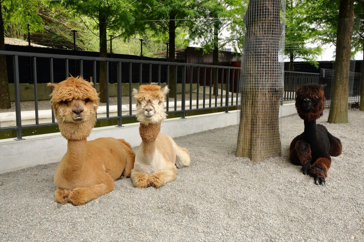 宜蘭景點：張美阿嬤農場