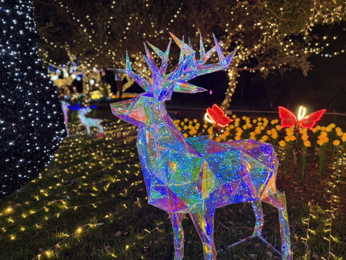 全台海拔最高聖誕樹「這天」點燈！2025山谷燈光節開跑，美拍雲端上的祕境