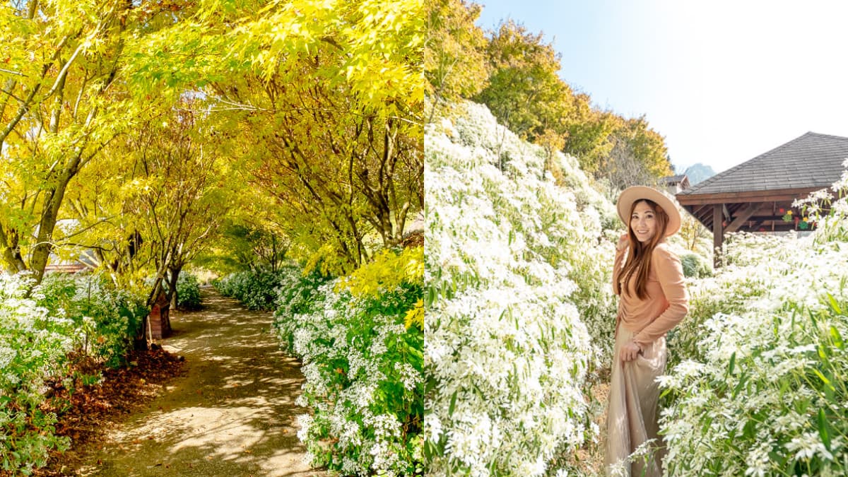 美拍雪國童話森林！台中夢幻雪白木大爆發，台灣限定黃金楓隧道同步登場