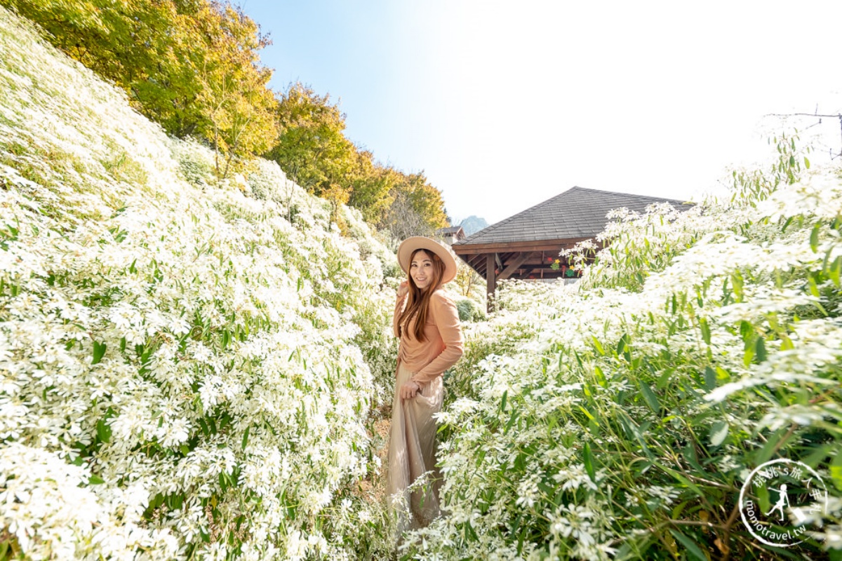 美拍雪國童話森林！台中夢幻雪白木大爆發，台灣限定黃金楓隧道同步登場
