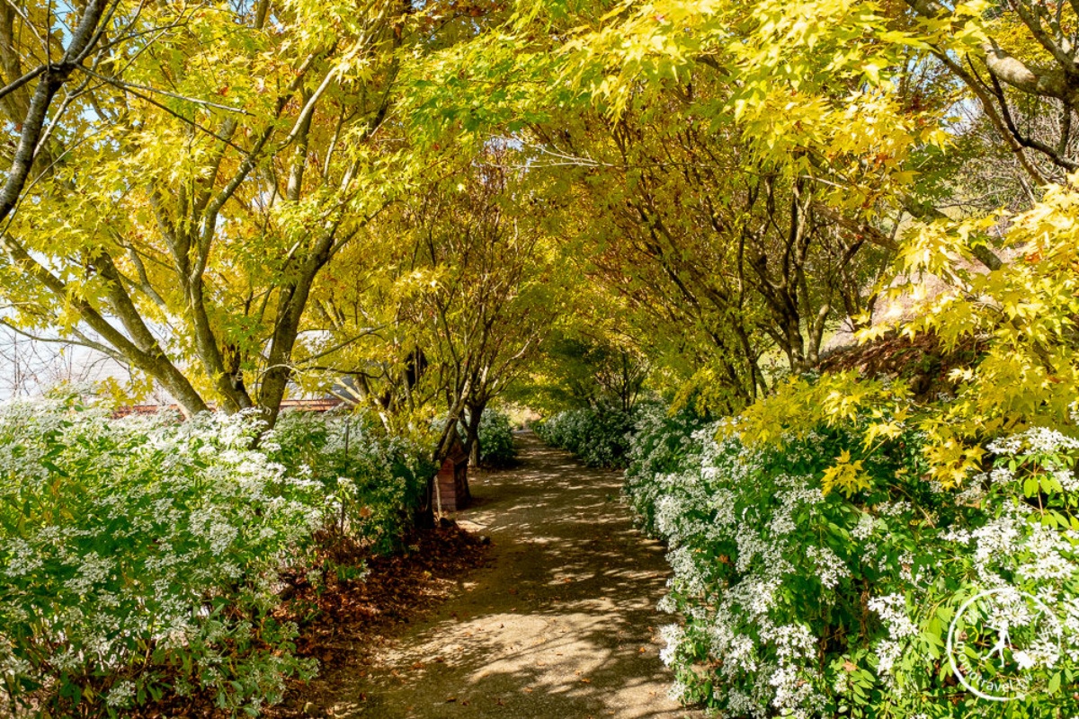 美拍雪國童話森林！台中夢幻雪白木大爆發，台灣限定黃金楓隧道同步登場