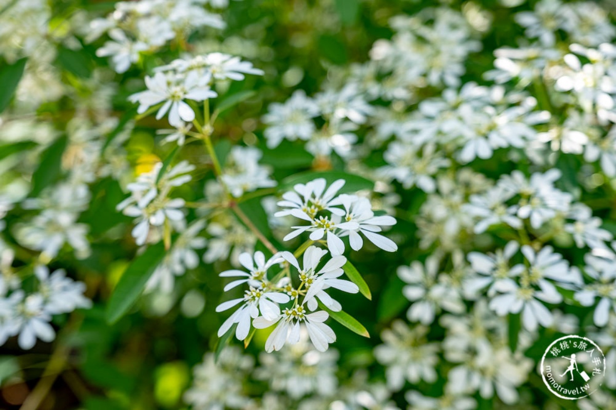 美拍雪國童話森林！台中夢幻雪白木大爆發，台灣限定黃金楓隧道同步登場