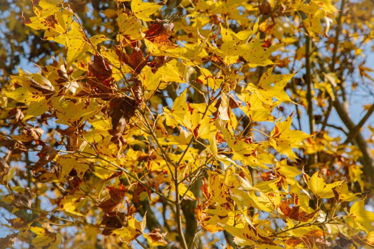 美拍雪國童話森林！台中夢幻雪白木大爆發，台灣限定黃金楓隧道同步登場