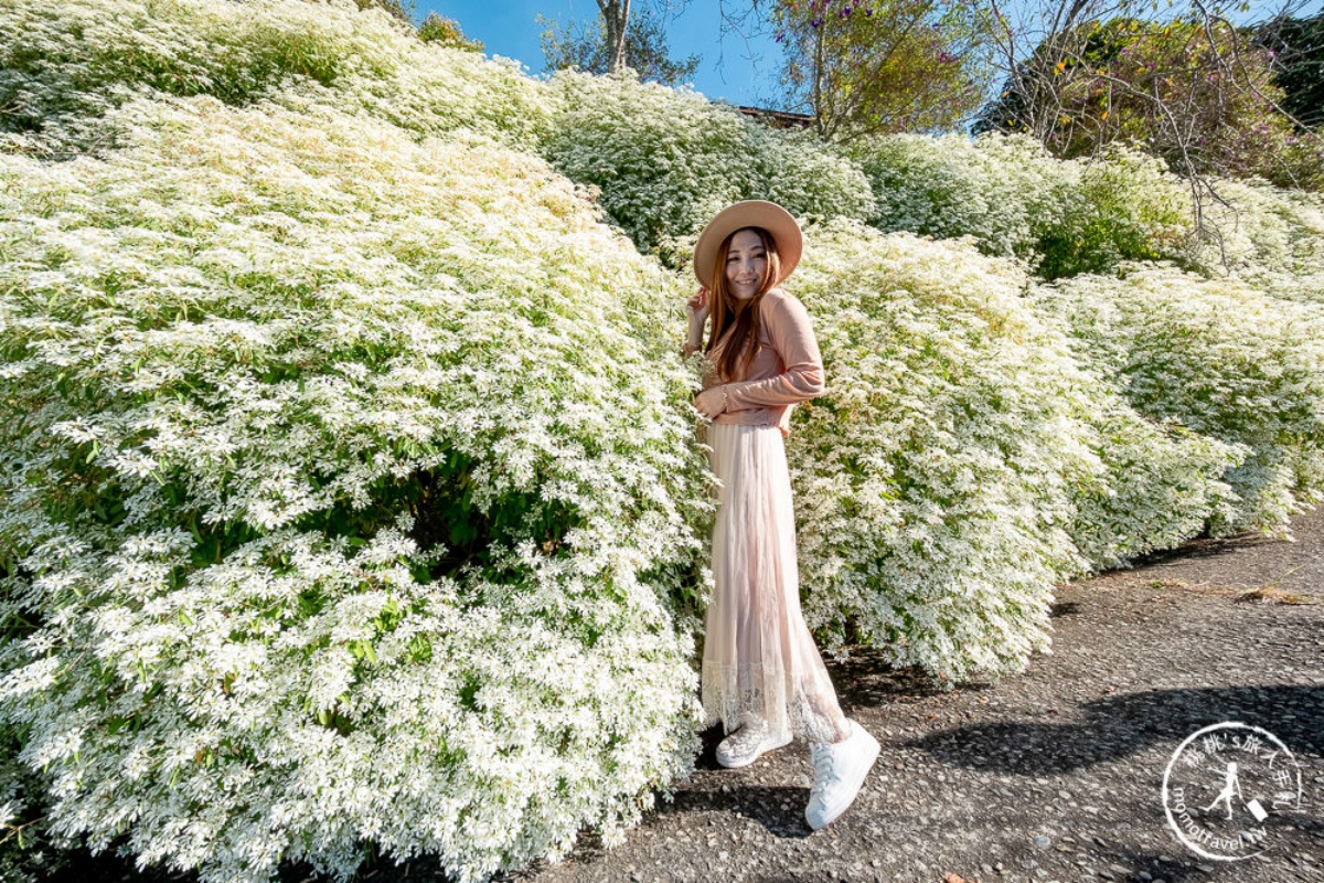 美拍雪國童話森林！台中夢幻雪白木大爆發，台灣限定黃金楓隧道同步登場