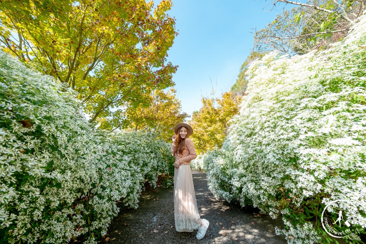 美拍雪國童話森林！台中夢幻雪白木大爆發，台灣限定黃金楓隧道同步登場