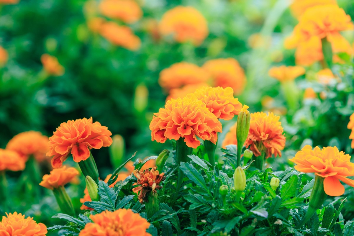免費賞花景點!「台北中正河濱公園」花海倒數中,13萬盆彩色花朵綻放 免費賞花景點!「台北中正河濱公園」花海倒數中,13萬盆彩色花朵綻放